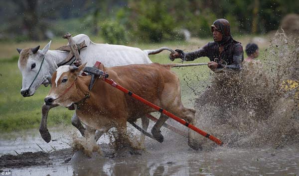 Ấn tượng với  lễ hội đua bò ở Indonesia