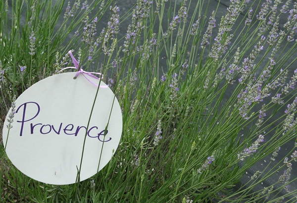 Đắm mình với cánh đồng hoa oải hương ở Pháp