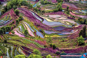 Ruộng bậc thang nhiều màu sắc của người Hà Nhì, Vân Nam, Trung Quốc