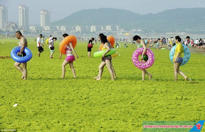 Bãi biển tảo xanh ở Thanh Đảo thu hút rất đông du khách đến tham quan mỗi năm